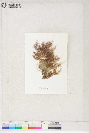  ( - AMS00998)  @11 [ ] by-nc (2022) Unspecified Canadian Museum of Nature