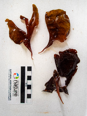  ( - AMS01020)  @11 [ ] by-nc (2022) Unspecified Canadian Museum of Nature