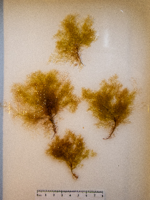  ( - AMS01044)  @11 [ ] by-nc (2022) Unspecified Canadian Museum of Nature