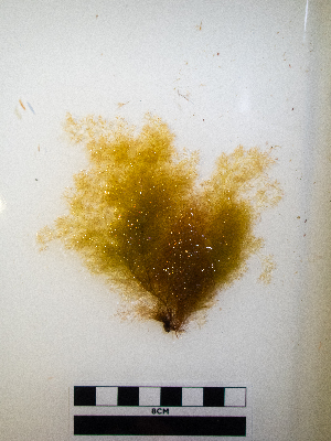  ( - AMS01054)  @11 [ ] by-nc (2022) Unspecified Canadian Museum of Nature