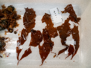  ( - AMS01094)  @11 [ ] by-nc (2022) Unspecified Canadian Museum of Nature