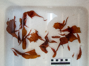  ( - AMS01106)  @11 [ ] by-nc (2023) Unspecified Canadian Museum of Nature