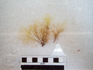  ( - AMS01107)  @11 [ ] by-nc (2024) Unspecified Canadian Museum of Nature