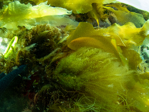  ( - AMS01149)  @11 [ ] by-nc (2022) Unspecified Canadian Museum of Nature