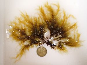  ( - AMS01149)  @11 [ ] by-nc (2022) Unspecified Canadian Museum of Nature