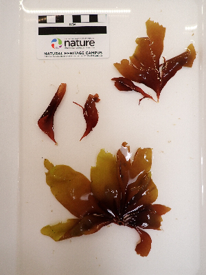  ( - AMS01180)  @11 [ ] by-nc (2022) Unspecified Canadian Museum of Nature