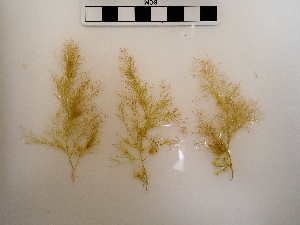  ( - AMS01183)  @11 [ ] by-nc (2022) Unspecified Canadian Museum of Nature