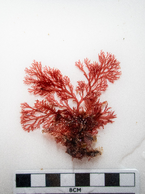  ( - AMS01196)  @11 [ ] by-nc (2022) Unspecified Canadian Museum of Nature