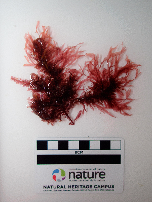  ( - AMS01243)  @11 [ ] by-nc (2022) Unspecified Canadian Museum of Nature