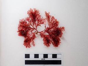  ( - AMS01249)  @11 [ ] by-nc (2022) Unspecified Canadian Museum of Nature