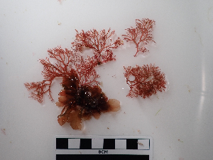  ( - AMS01260)  @11 [ ] by-nc (2022) Unspecified Canadian Museum of Nature