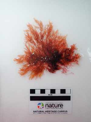  ( - AMS01282)  @11 [ ] by-nc (2022) Unspecified Canadian Museum of Nature