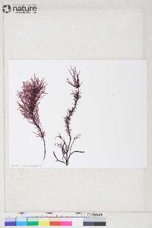  (Devaleraea ramentacea - Dally-Belanger34)  @11 [ ] by-nc (2022) Unspecified Canadian Museum of Nature