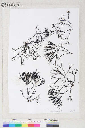  ( - Dally-Belanger53)  @11 [ ] by-nc (2022) Unspecified Canadian Museum of Nature
