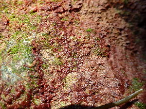  ( - GHM2024072202)  @11 [ ] by-nc (2022) Unspecified Canadian Museum of Nature