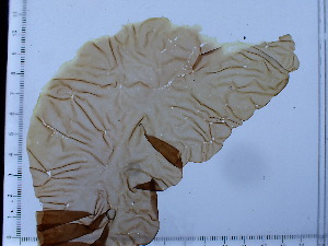  ( - GHM2024072206)  @11 [ ] by-nc (2022) Unspecified Canadian Museum of Nature