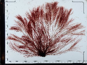  (Vertebrata nigra - JLC00131)  @11 [ ] by-nc (2022) Unspecified Canadian Museum of Nature