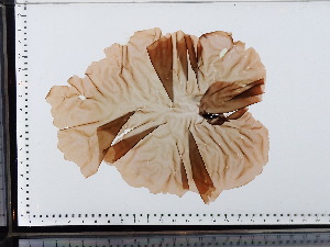  (Pyropia leucosticta - JLC00134)  @11 [ ] by-nc (2022) Unspecified Canadian Museum of Nature