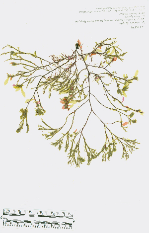  ( - JLC00174)  @11 [ ] by-nc (2022) Canadian Museum of Nature Unspecified