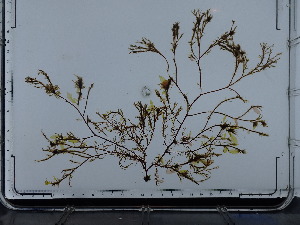  ( - JLC00174)  @11 [ ] by-nc (2022) Canadian Museum of Nature Unspecified