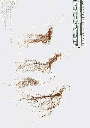  ( - JLC00180)  @11 [ ] by-nc (2022) Canadian Museum of Nature Unspecified