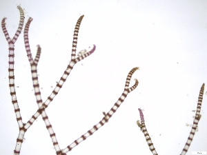  ( - JLC00199)  @11 [ ] by-nc (2022) Canadian Museum of Nature Unspecified