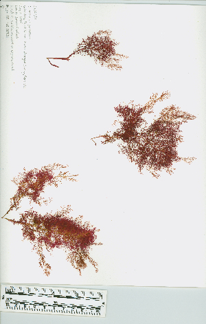  ( - JLC00223)  @11 [ ] by-nc (2022) Canadian Museum of Nature Unspecified