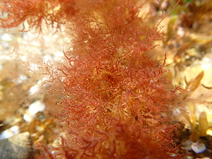  ( - JLC00223)  @11 [ ] by-nc (2022) Canadian Museum of Nature Unspecified