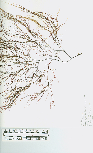  ( - JLC00229)  @11 [ ] by-nc (2022) Canadian Museum of Nature Unspecified