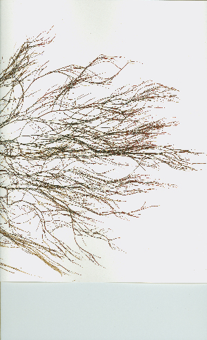  ( - JLC00229)  @11 [ ] by-nc (2022) Canadian Museum of Nature Unspecified