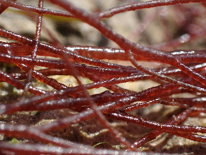  ( - JLC00229)  @11 [ ] by-nc (2022) Canadian Museum of Nature Unspecified