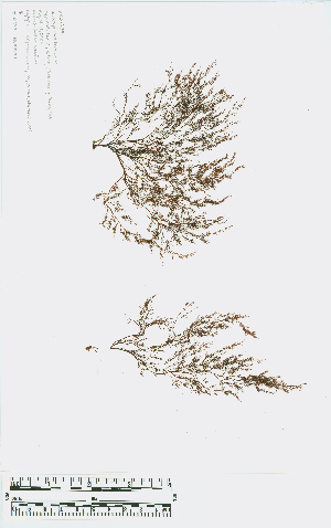  ( - JLC00235)  @11 [ ] by-nc (2022) Canadian Museum of Nature Unspecified