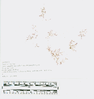  ( - JLC00253)  @11 [ ] by-nc (2022) Canadian Museum of Nature Unspecified