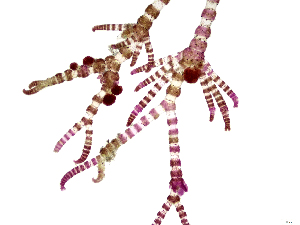  ( - JLC00253)  @11 [ ] by-nc (2022) Canadian Museum of Nature Unspecified