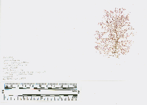  ( - JLC00254)  @11 [ ] by-nc (2022) Canadian Museum of Nature Unspecified