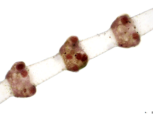  ( - JLC00254)  @11 [ ] by-nc (2022) Canadian Museum of Nature Unspecified