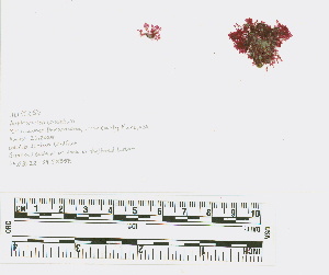  ( - JLC00256)  @11 [ ] by-nc (2022) Canadian Museum of Nature Unspecified