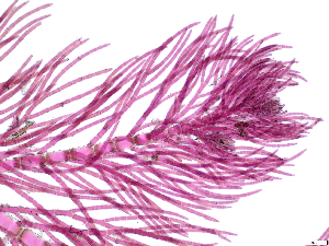  ( - JLC00256)  @11 [ ] by-nc (2022) Canadian Museum of Nature Unspecified