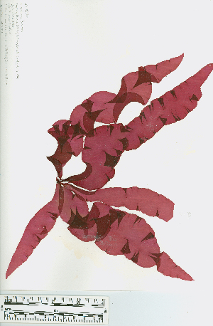  ( - JLC00260)  @11 [ ] by-nc (2022) Canadian Museum of Nature Unspecified