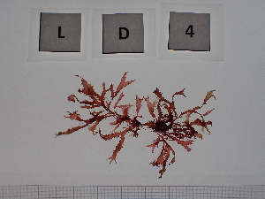  ( - LD00004)  @11 [ ] by-nc (2022) Unspecified Canadian Museum of Nature