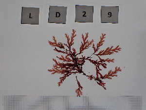  ( - LD00029)  @11 [ ] by-nc (2022) Unspecified Canadian Museum of Nature