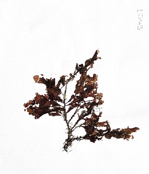  ( - LD00043)  @11 [ ] by-nc (2022) Unspecified Canadian Museum of Nature
