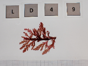  (Odonthalia dentata - LD00049)  @11 [ ] by-nc (2022) Unspecified Canadian Museum of Nature