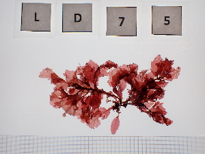  ( - LD00075)  @11 [ ] by-nc (2022) Unspecified Canadian Museum of Nature