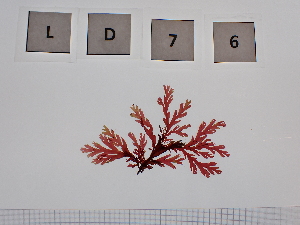  ( - LD00076)  @11 [ ] by-nc (2022) Unspecified Canadian Museum of Nature