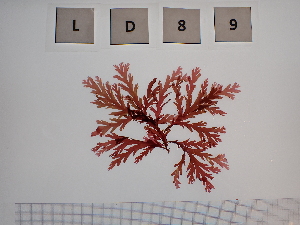  ( - LD00089)  @11 [ ] by-nc (2022) Unspecified Canadian Museum of Nature