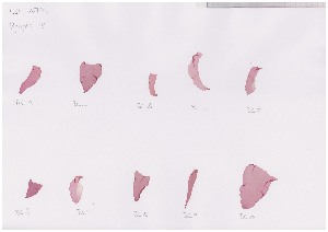  ( - LD00851)  @11 [ ] by-nc (2022) Unspecified Canadian Museum of Nature