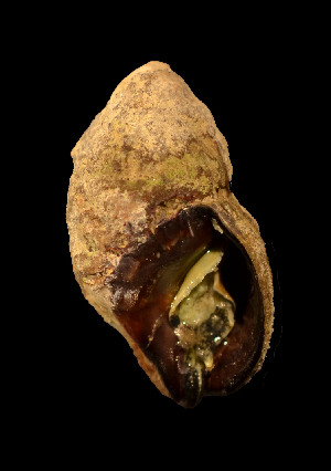  ( - MIB1927)  @11 [ ] © Copyright Government of Canada (2017) Unspecified DFO