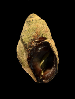  ( - MIB1933)  @11 [ ] © Copyright Government of Canada (2017) Unspecified DFO