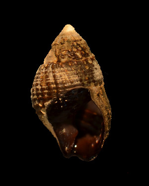  ( - MIB1939)  @11 [ ] © Copyright Government of Canada (2017) Unspecified DFO